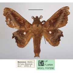 /filer/webapps/moths/media/images/T/tripunctata_Mimopacha_AM_MGCLa_01.JPG