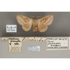 /filer/webapps/moths/media/images/P/plusioides_Sena_HT_OUMNH_01.jpg