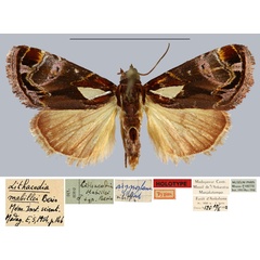 /filer/webapps/moths/media/images/M/mabillei_Lithacodia_HT_MNHN.jpg