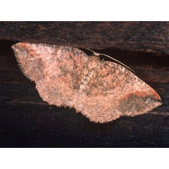 /filer/webapps/moths/media/images/S/strigata_Cabera_A_Roland.jpg
