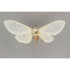 /filer/webapps/moths/media/images/K/kiellandi_Amerila_HT_BMNH.jpg
