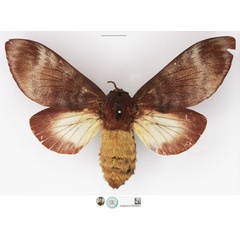 /filer/webapps/moths/media/images/E/effusa_Pachypasa_STF_NHMUK_01.jpg