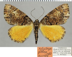 /filer/webapps/moths/media/images/G/gibbosa_Xylopteryx_AT_ZSM.jpg