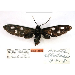 /filer/webapps/moths/media/images/A/albobasis_Amata_HT_RMCA_01_sEO1SMW.jpg
