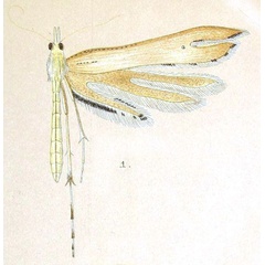 /filer/webapps/moths/media/images/S/sabius_Platyptilia_A_Meyrick_2-1.jpg