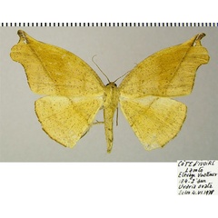 /filer/webapps/moths/media/images/S/seriata_Geolyces_AF_ZSM.jpg