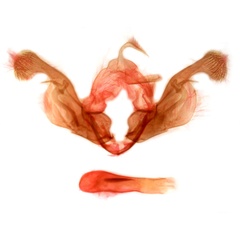 /filer/webapps/moths/media/images/L/l-album_Mythimna_GM_MSNM_Berio5348.jpg