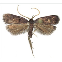 /filer/webapps/moths/media/images/M/morogorensis_Protolychnis_AM_NHMO.jpg