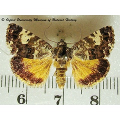 /filer/webapps/moths/media/images/D/dispar_Acontia_A_OUMNHa_01.jpg