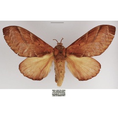 /filer/webapps/moths/media/images/C/congoense_Stoermeriana_AF_TMSA.jpg
