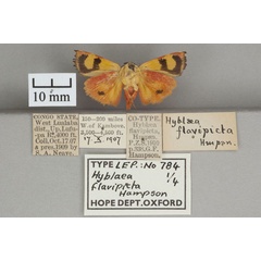 /filer/webapps/moths/media/images/F/flavipicta_Hyblaea_PTM_OUMNHb_01.jpg
