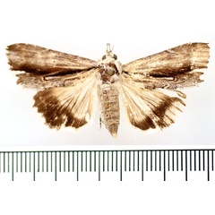 /filer/webapps/moths/media/images/G/grandidieri_Lyncestis_AF_BMNH_01.jpg