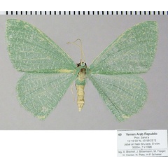 /filer/webapps/moths/media/images/A/arabica_Prasinocyma_AF_ZSM.jpg