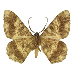 /filer/webapps/moths/media/images/M/milesi_Afroracotis_HT_ANHRTb.jpg