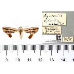 /filer/webapps/moths/media/images/M/mimica_Lyncestis_HT_BMNH.jpg