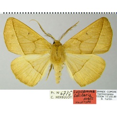 /filer/webapps/moths/media/images/S/solitaria_Eupsamma_HT_ZSMa.jpg