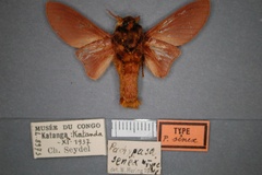 Pachytrina senex