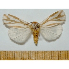 /filer/webapps/moths/media/images/A/arborifera_Paralacydes_A_Mateke_02.jpg