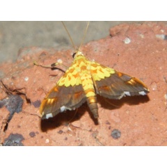 /filer/webapps/moths/media/images/C/citrina_Agrotera_A_Grobler.jpg