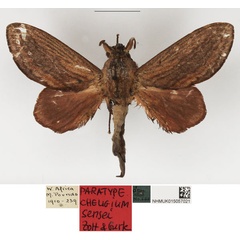/filer/webapps/moths/media/images/S/sansei_Cheligium_PTM_NHMUK_02.jpg