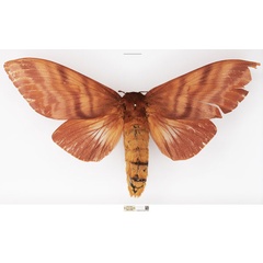 /filer/webapps/moths/media/images/N/nysa_Gonometa_AF_NHMUK.jpg