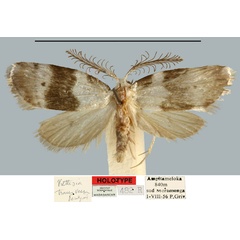 /filer/webapps/moths/media/images/T/transversa_Viettesia_HT_MNHN.jpg