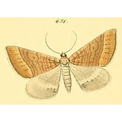 /filer/webapps/moths/media/images/N/nictitaria_Scotopteryx_HT_HS_101_451.jpg