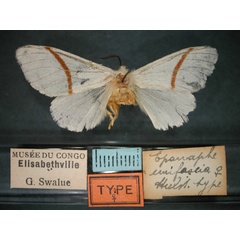 /filer/webapps/moths/media/images/U/unifascia_Epanaphe_HT_RMCA_01.jpg
