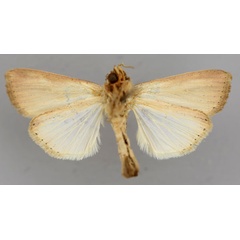 /filer/webapps/moths/media/images/P/provvisoria_Mythimna_HT_RMCA_02.jpg