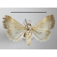 /filer/webapps/moths/media/images/M/morosa_Pseudozarba_A_MGCLb_01.JPG