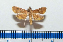 Prophantis smaragdina