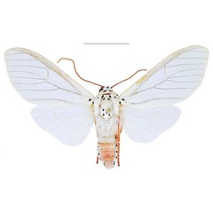 /filer/webapps/moths/media/images/M/mulleri_Amerila_AM_ANHRT.jpg