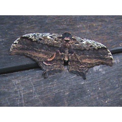 /filer/webapps/moths/media/images/E/ethra_ogoouensis_Athletes_A_Guyonnet.jpg