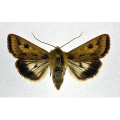 /filer/webapps/moths/media/images/B/batuense_Heliothis_A_NHMO.jpg