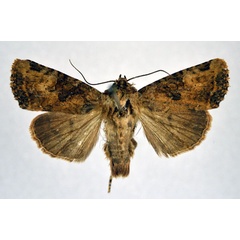 /filer/webapps/moths/media/images/S/sabaea_Feliniopsis_PT_NHMO.jpg