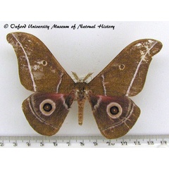 /filer/webapps/moths/media/images/A/alcestris_Gonimbrasia_AM_OUMNH_01.jpg