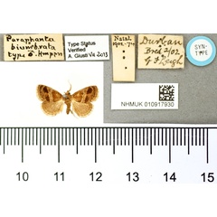/filer/webapps/moths/media/images/B/biumbrata_Paryphanta_ST_BMNH.jpg