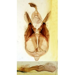 /filer/webapps/moths/media/images/A/albescens_Marcipalina_GMPT_MNHN_Pelletier_214.jpg