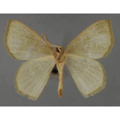 /filer/webapps/moths/media/images/E/exomila_Pseudhemithea_A_ZSM_02.jpg