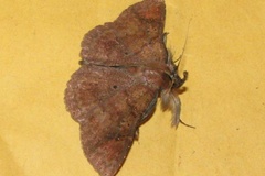 Macella euritiusalis