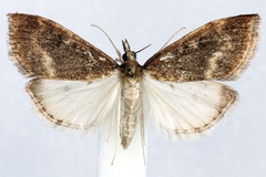 Anania piperitalis