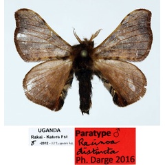 /filer/webapps/moths/media/images/D/distincta_Racinoa_PT_Basquin_02_rUXYGFZ.jpg