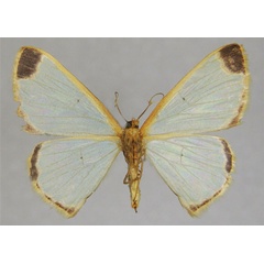 /filer/webapps/moths/media/images/P/pinheyi_Zamarada_AF_ZSMb.jpg