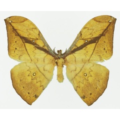 /filer/webapps/moths/media/images/N/neglecta_Pselaphelia_AM_Basquin_02a.jpg