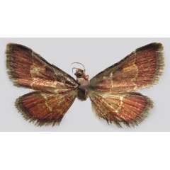 /filer/webapps/moths/media/images/S/shafferalis_Zitha_HT_MNHN.jpg