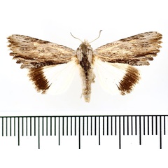 /filer/webapps/moths/media/images/M/mimica_Lyncestis_AF_BMNH.jpg