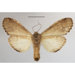 /filer/webapps/moths/media/images/H/hypochlora_Stemmatophalera_A_MGCLb_01.JPG