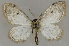 Idaea illustrior