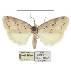 /filer/webapps/moths/media/images/S/similis_Spatulosia_PTM_ZSM.jpg
