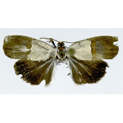 /filer/webapps/moths/media/images/C/cresson_Grapholita_HT_ZMJU.jpg